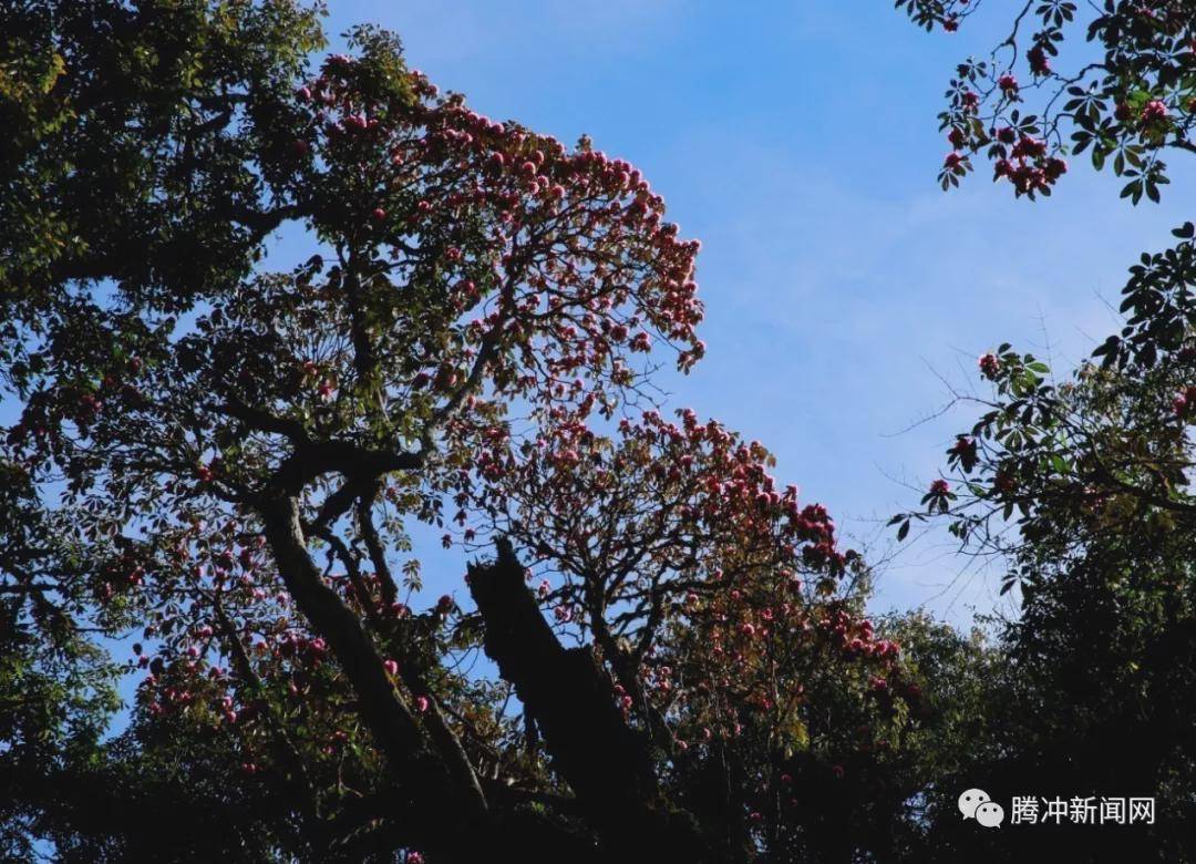 角雉|走进林家铺，探寻生物多样性基因库