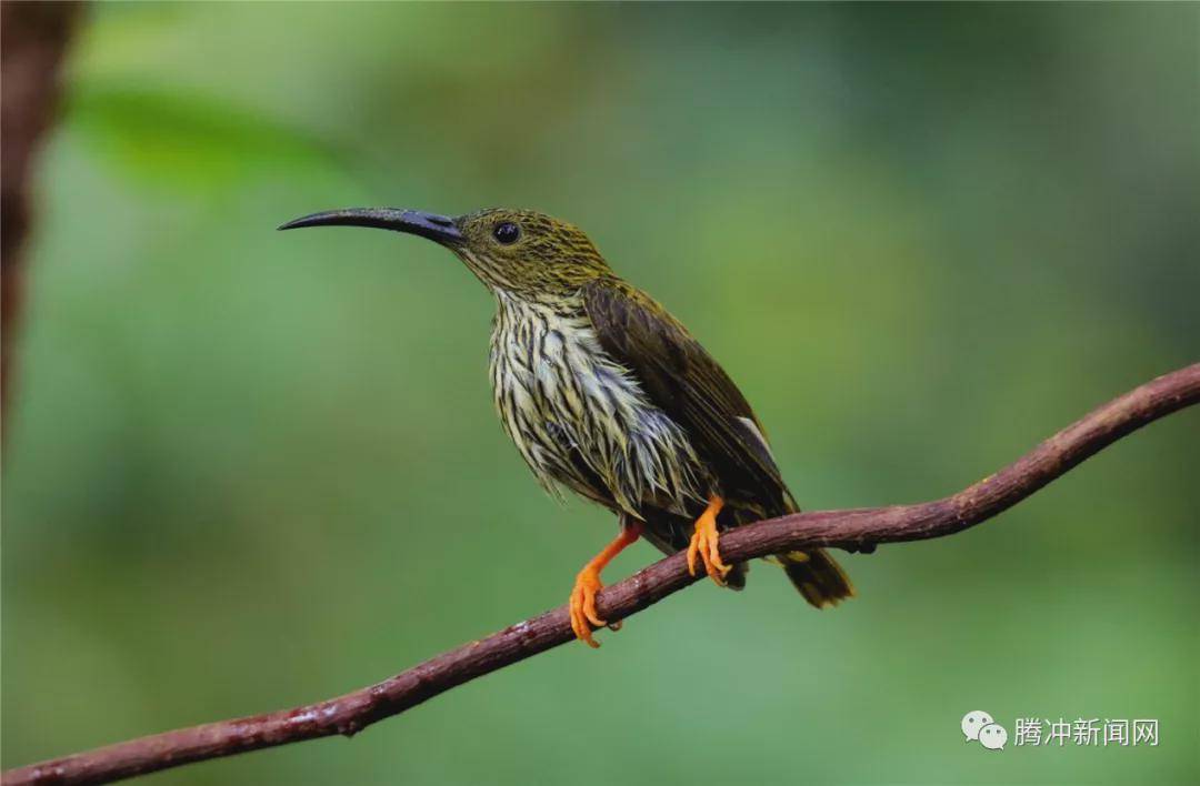 角雉|走进林家铺，探寻生物多样性基因库