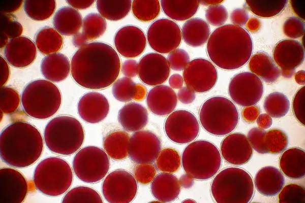 虾青素的生产者雨生红球藻养殖户取胜的重要法宝