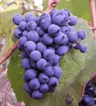 地区|别卡速:K87 领袖风范半干红