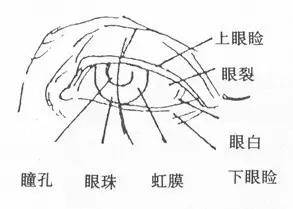 头像|干货教程 | 速写五官很难画？给你详细解析！