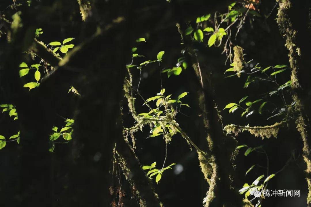 角雉|走进林家铺，探寻生物多样性基因库