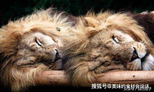 狮子睡觉时的5个有趣瞬间：吐舌头捂眼睛并头睡，还有一只要盖被_搜狐网