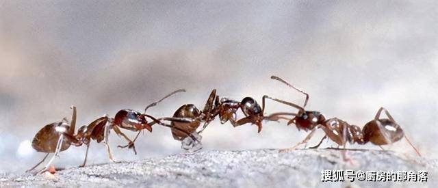 免费上门女婿全文阅读 红火蚁危险在哪为何如此凶猛顽强 这都拜南美老家数十种天敌所赐