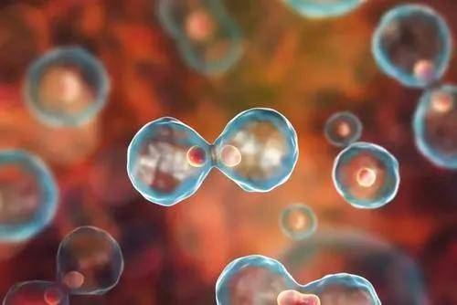 品牌|“干细胞”化妆品是个伪概念