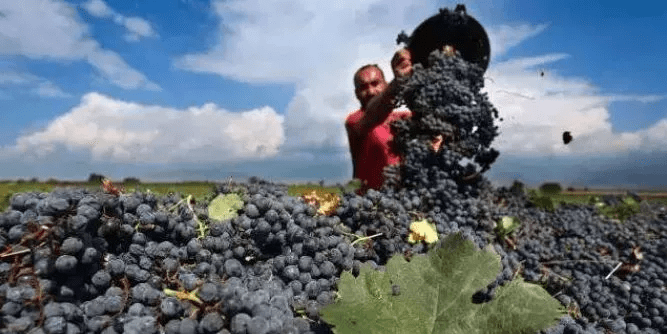 地区|别卡速:K87 领袖风范半干红