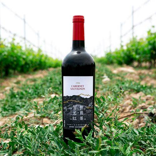 葡萄|宁夏贺兰山东麓的葡萄酒,真的值得夸一波