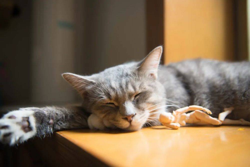 猫咪|猫咪在睡觉的时候，为什么要“打呼噜”？