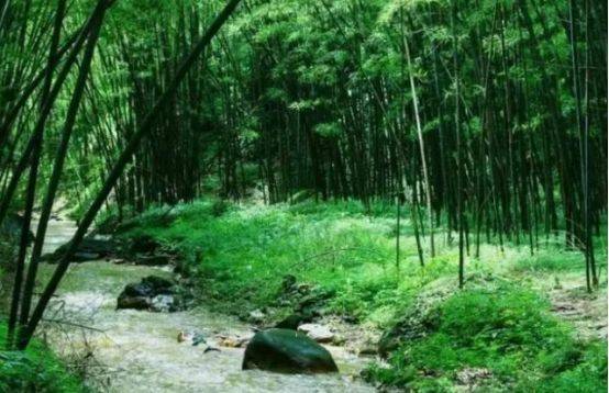 数百年的传统历史，满目青翠的林子中，竟盛产抗癌功效的“神水”