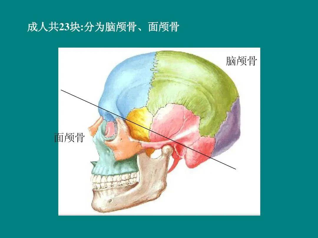 角色|最像外星人的异色美人，过目不忘！