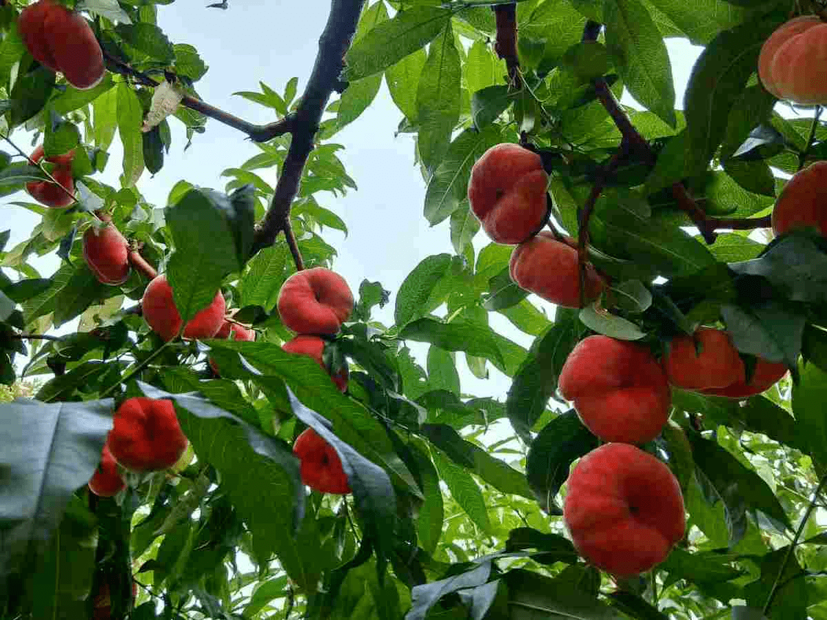 上古神话里的植物,比如王母娘娘的蟠桃树,还有一种花你也能养_故事