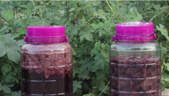 公婆|葡萄园老板教你自制葡萄酒，最后这步很重要，忽略易“爆炸”