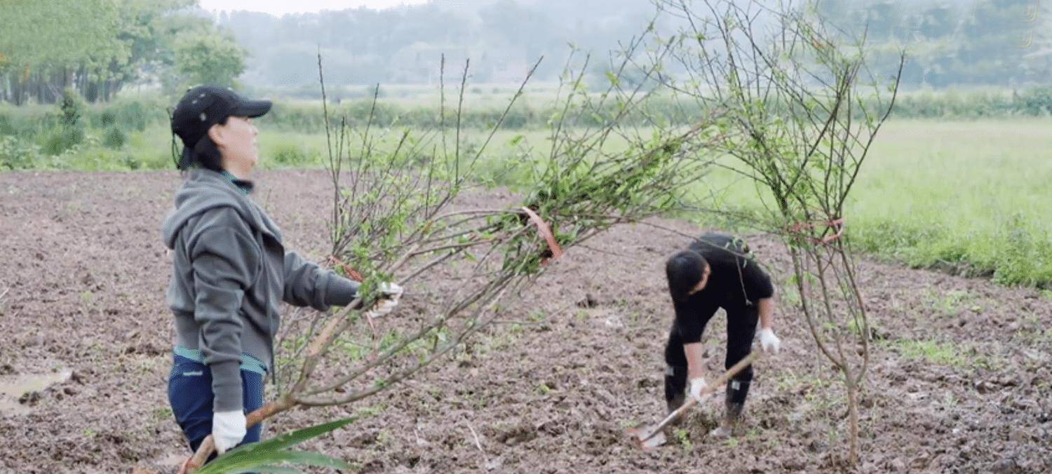 生活|那英在《向往》夸张艺兴可爱，在《萌探》说杨紫“不得好死”？