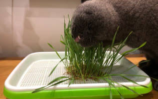 瑞萌|不会踩雷的猫零食推荐,新手养猫的注意事项