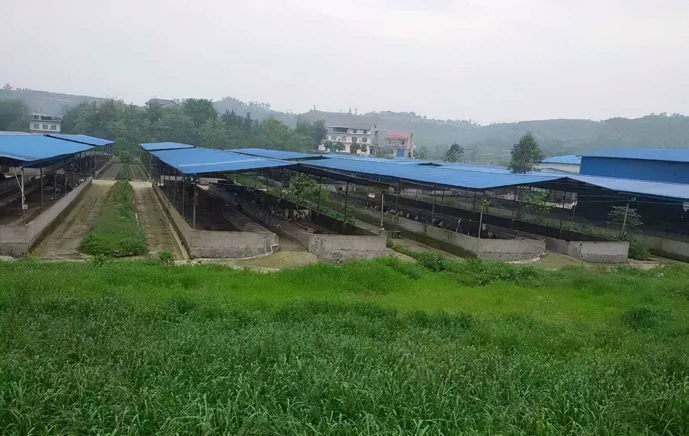 后来,陈某和施某来到江苏省江阴市的一家鹌鹑养殖场工作如果事情发展