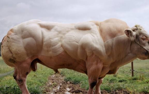 世上最强壮的牛,牛界巨石强森,体长5米,你可能早就吃过它