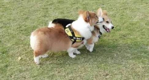 兄弟|短腿柯基的痛苦谁了解？柯基：你好好说，不然跳起来打你