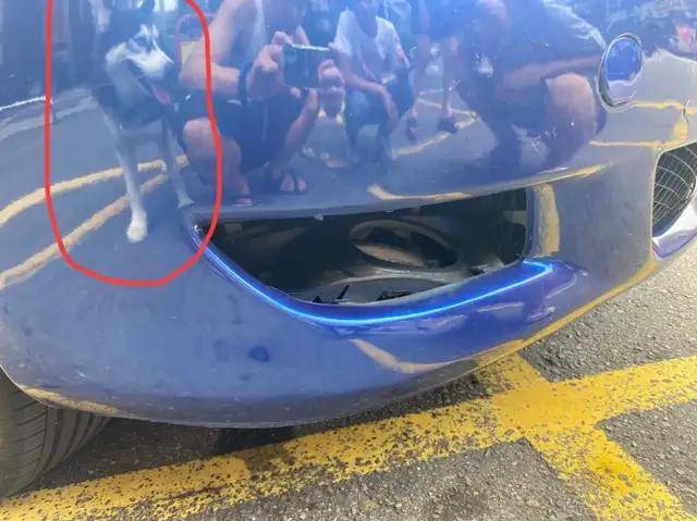 主人|哈士奇越狱遭车撞,宠物医院检查后竟毫发无损!结果反赔车主3万?