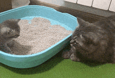 主人|哈士奇越狱遭车撞，宠物医院检查后竟毫发无损！结果反赔车主3万？