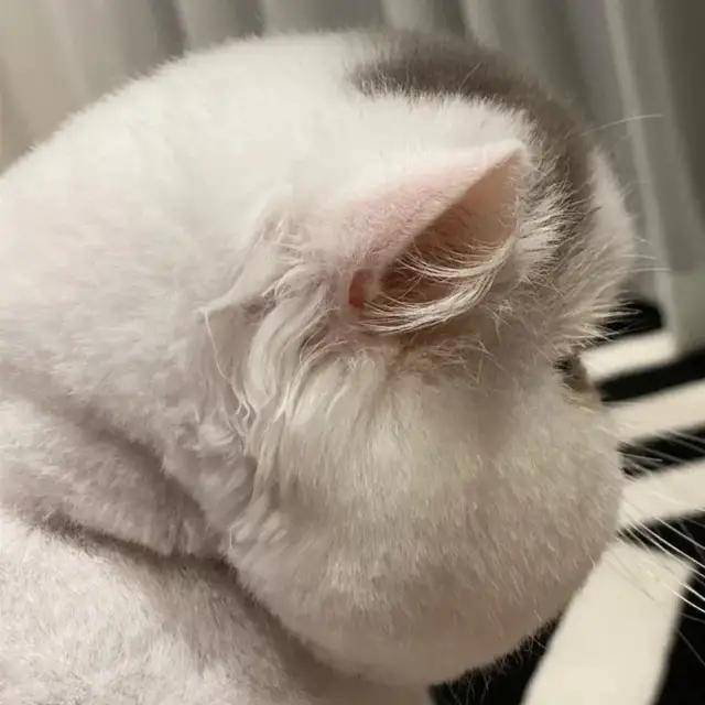 主人|哈士奇越狱遭车撞,宠物医院检查后竟毫发无损!结果反赔车主3万?