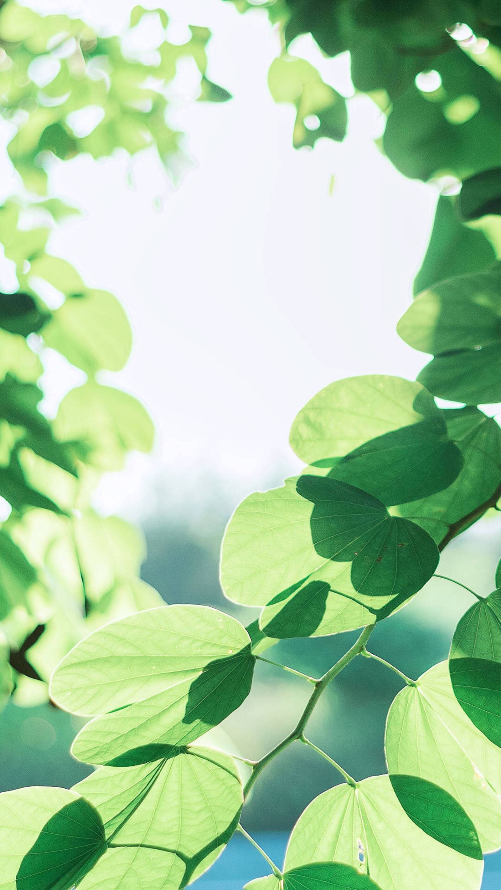 我爱的人名花有主 爱情