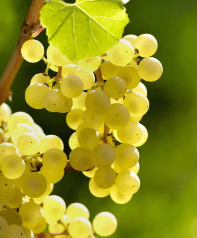 国际|“中国葡萄酒的现在和未来在宁夏”