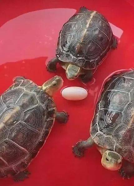 養了12年的烏龜下蛋了，主人正准備拿走時，卻默默縮回了手 萌趣萌寵 第2张