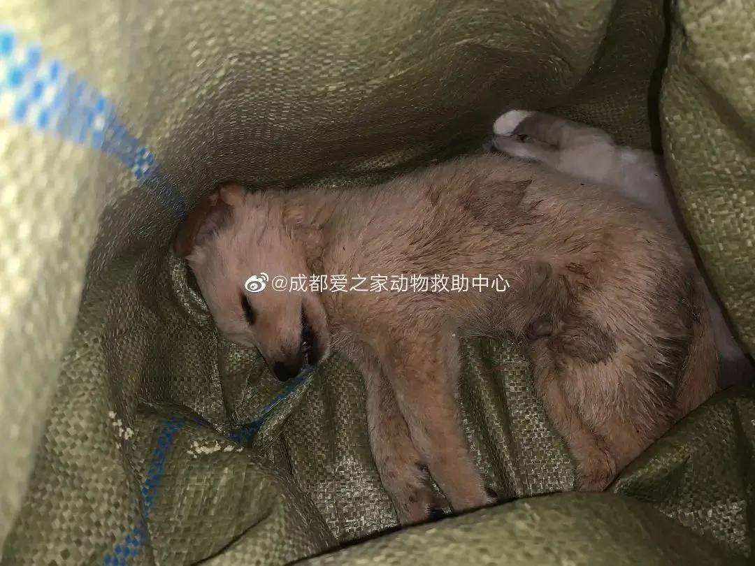 小猫的视频和叫声 9c164ea9f05a4b8d8a575ae3925bd758.jpeg