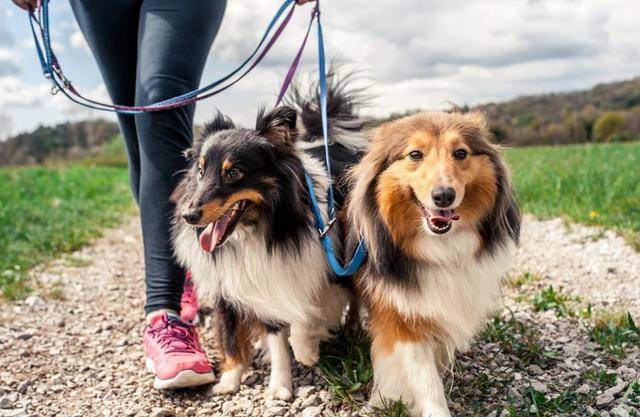 什么|为什么拴狗绳是对狗最好的爱？