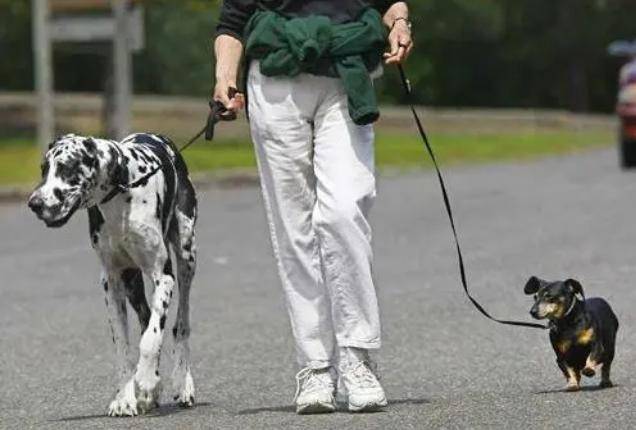 什么|为什么拴狗绳是对狗最好的爱？