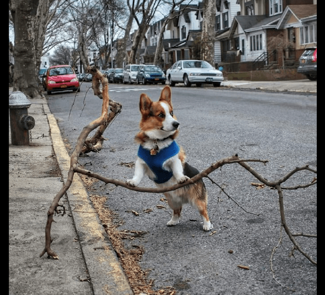 树枝柯基想要叼个大树枝回家，被主人拒绝后它满脸不高兴：气死我了！