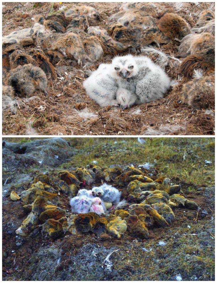 巢穴中的雪鸮雏鸟,旁边堆满了旅鼠的尸体…当雪鸮"大丰收"的时候,它们