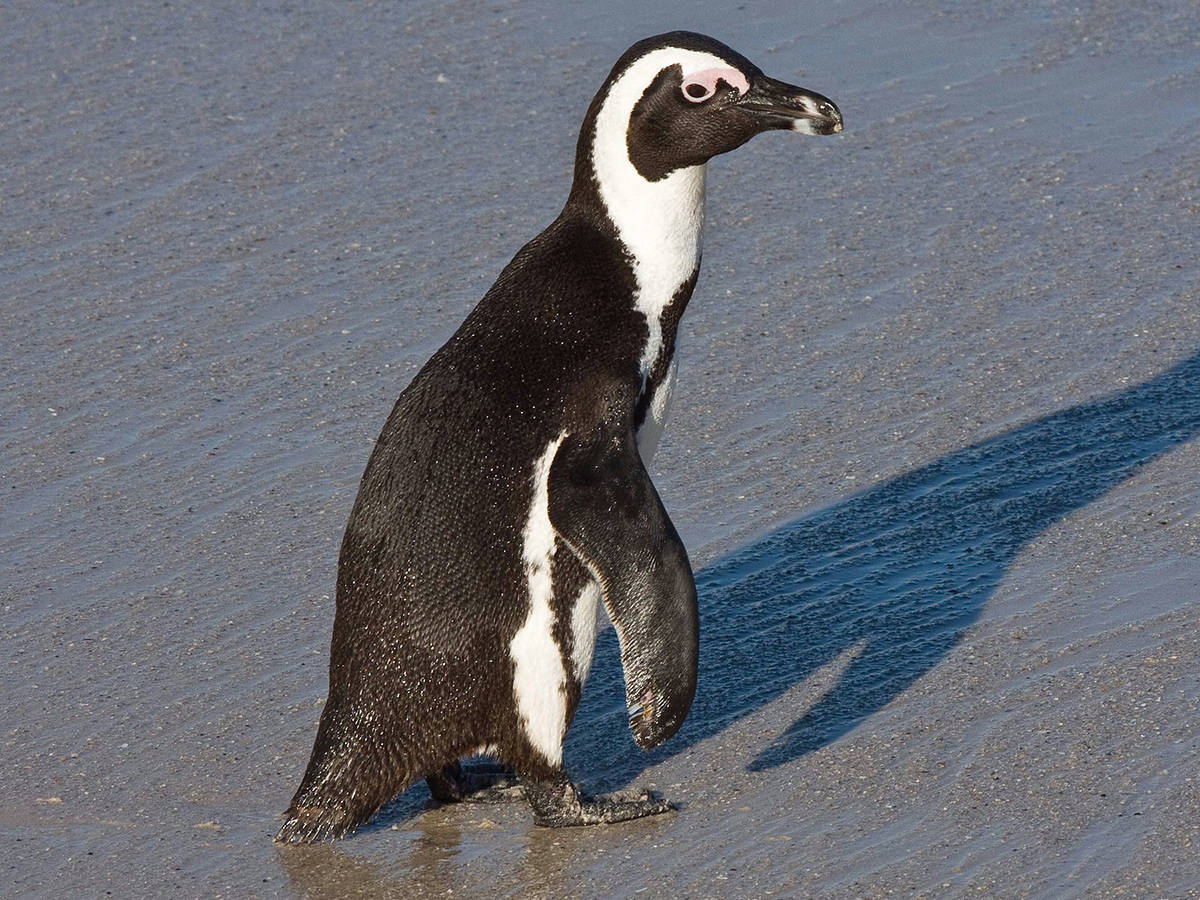 南非63只企鹅被蜜蜂蛰死，企鹅不是只在南极吗？非洲也有？