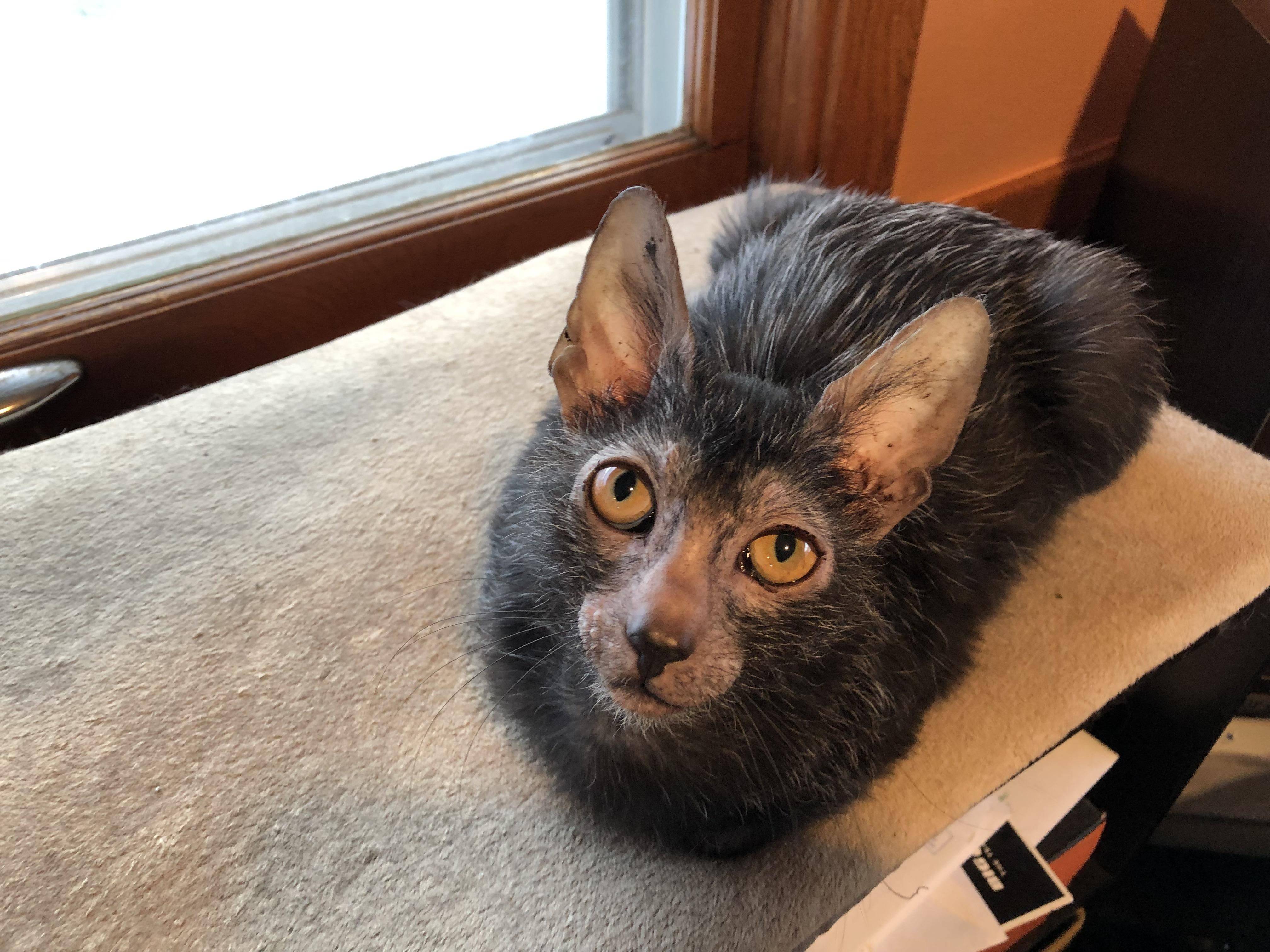 "狼猫"是什么动物?长得像猫,性格像狗,售价上万