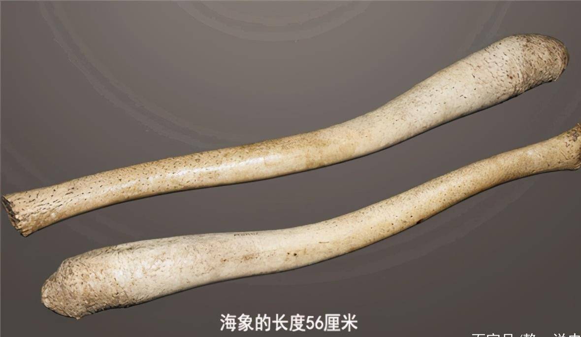 原创神奇的丁丁骨在哪里人类那方面是进化了还是退化了