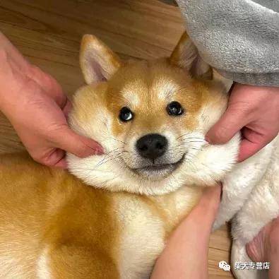 如何鉴定 买到手里的是豆柴 柴犬 全网搜