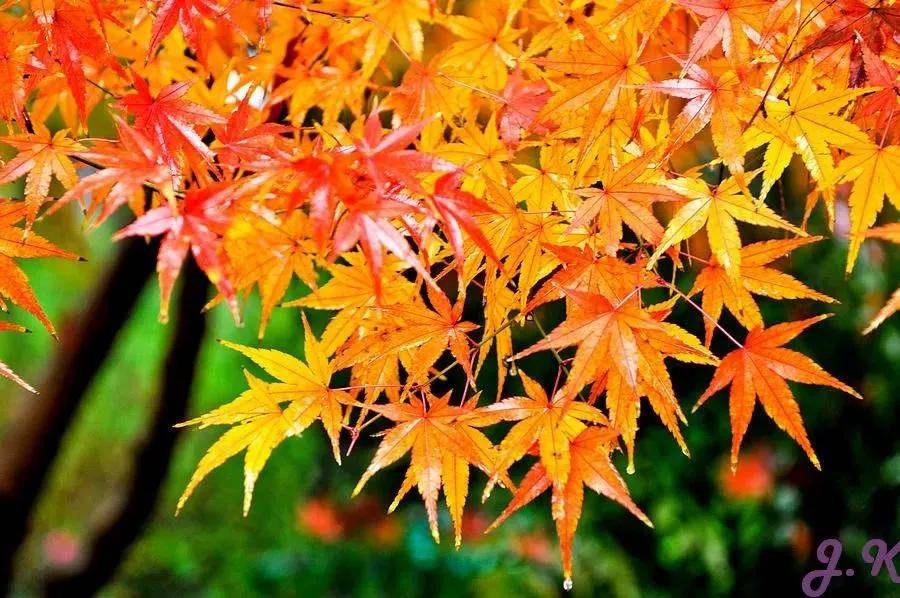 被称为|正是一年最美时