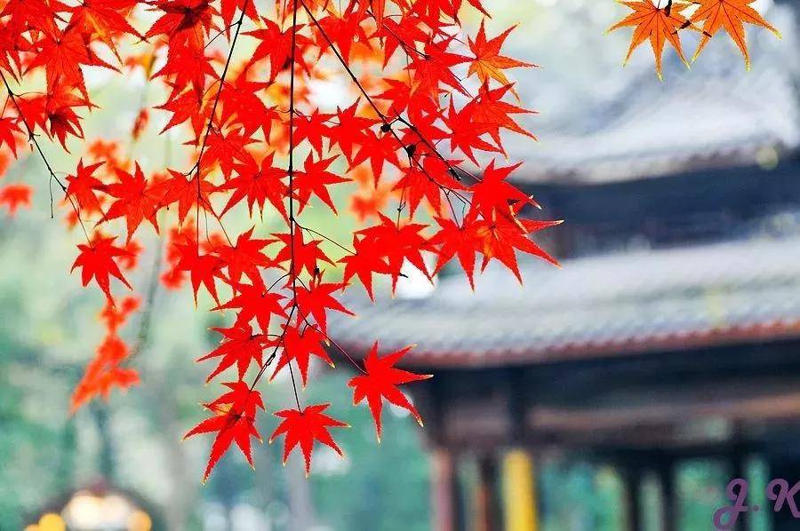 被称为|正是一年最美时