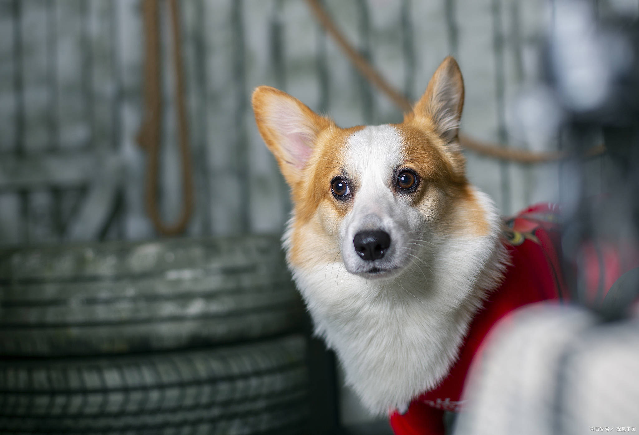 养宠日记 狗便秘怎么解决比较好 狗狗 全网搜
