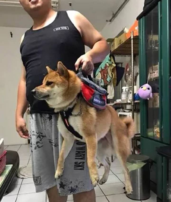 拔萝卜狗狗晕车，但是当发现主人看它时，反应太治愈了