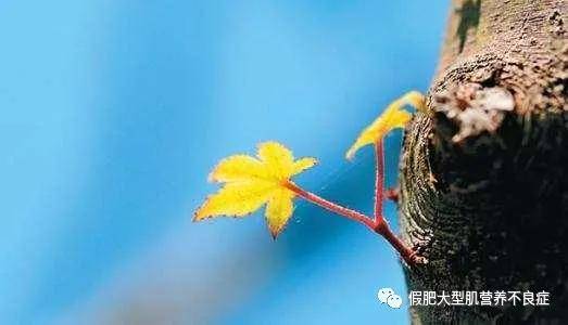 治疗|肌营养不良，你见过吗？