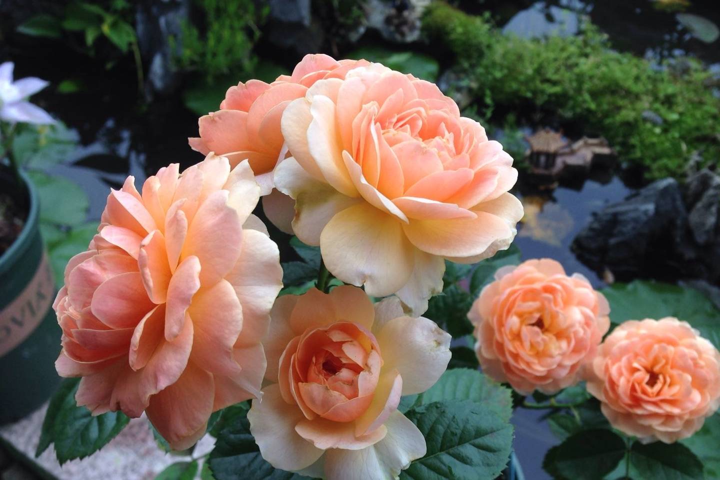 最值得养的盆栽玫瑰,植株低矮,四季开花,漂亮又芳香,还很好养