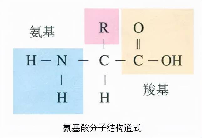 高中生物氨基酸图图片