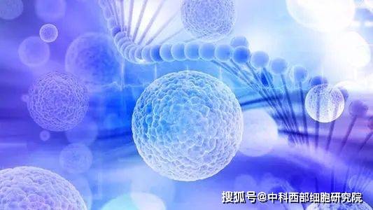 实验|中科西部干细胞研究院：干细胞治疗有望破局 肺纤维化