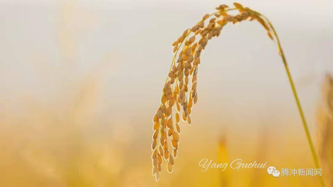 日子|云南腾冲：一林秋色天地远