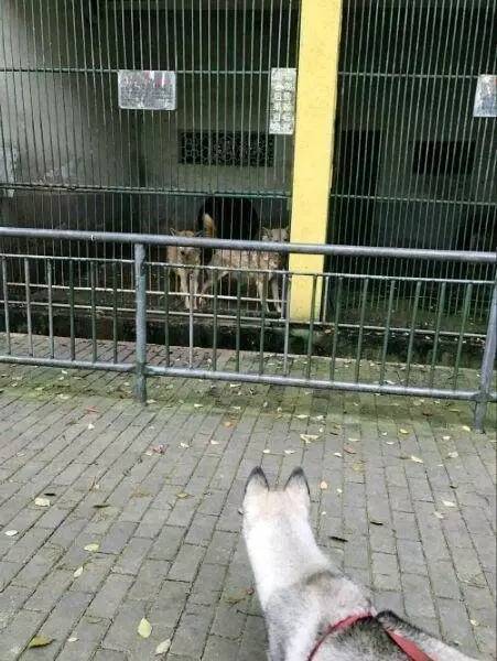 主人帶二哈去動物園認親，見到被關在籠子裡的狼，哈士奇蒙圈了！ 萌趣萌寵 第1张