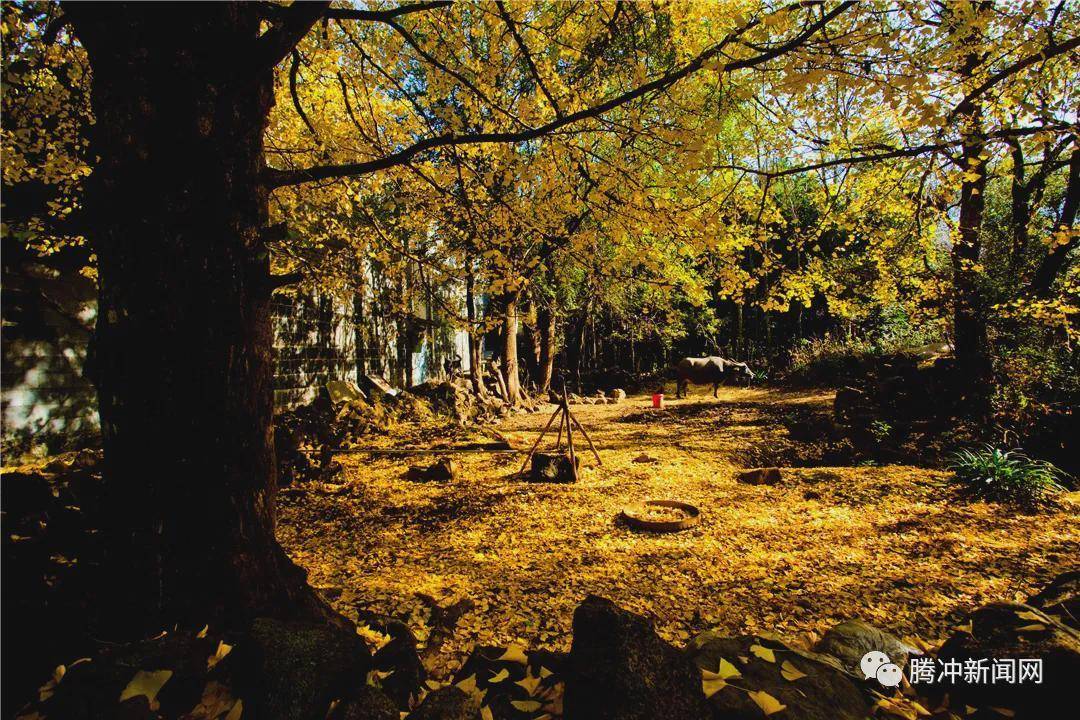 日子|云南腾冲：一林秋色天地远