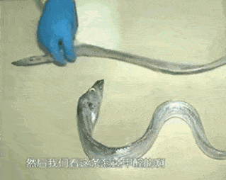 甲醛|老公买的这种鱼，差点害老婆流产！医生怒斥：你怎么敢买它