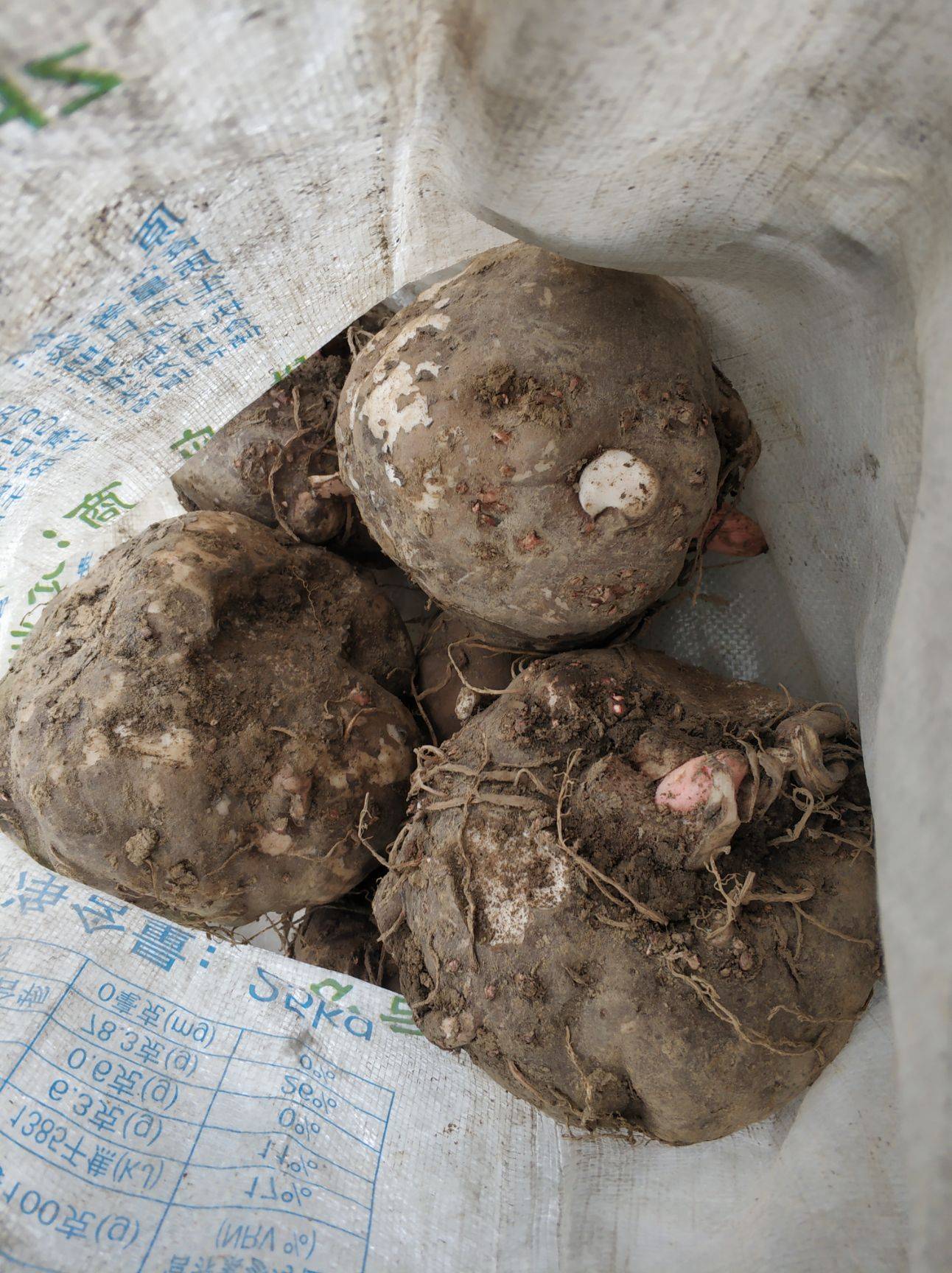 苹果|糖尿病患者注意，常吃这些果蔬，血糖稳稳的！