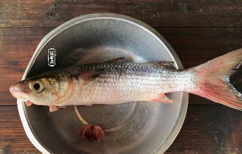 鱼多久吃一次食物 ffba90264b5547fdb875af4920902b9e.jpeg